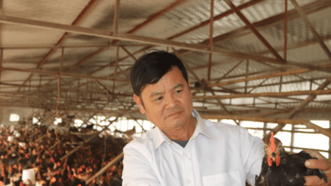 Nông dân Hòa Bình thu tiền tỷ từ nuôi gà Lạc Thủy