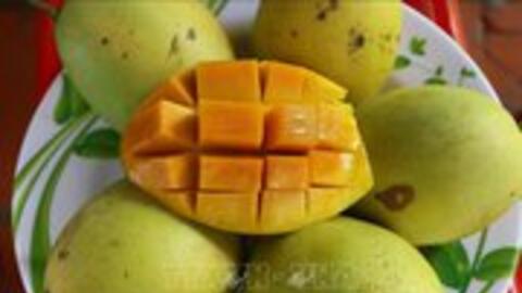 Đồng Tháp: Xoài cát Chu có giá cao, người trồng lãi lớn