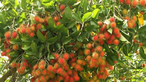 Chôm chôm tăng giá nhờ xuất khẩu