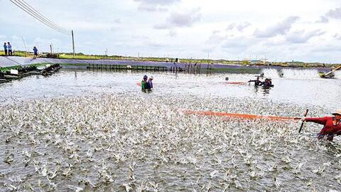 Ðảm bảo an toàn, chất lượng cho ngành hàng tôm 