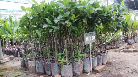 Cây giống mít ruột đỏ hút hàng, giá tăng cao
