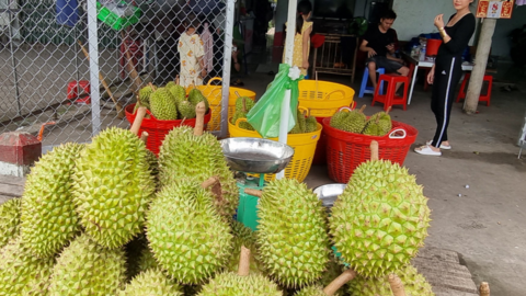 Giá sầu riêng giảm 