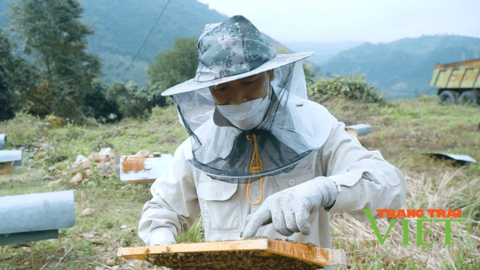 Nông dân Lai Châu có thu nhập khá từ nghề nuôi ong lấy mật