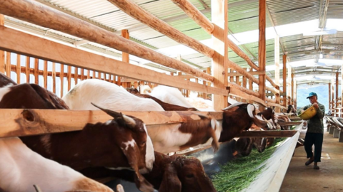 Sơn La: Đẩy mạnh phát triển công nghiệp chế biến nông sản