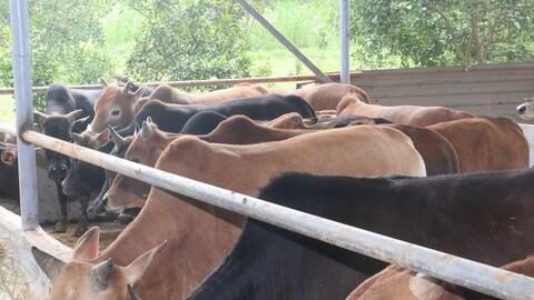 Hiệu quả từ nguồn vốn Quỹ hỗ trợ nông dân ở Hòa Bình