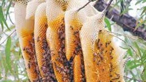 Hải Dương xây dựng thương hiệu cho mật ong hoa vải