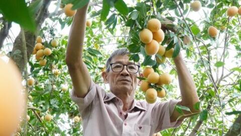 Cây thanh trà mang lại thu nhập ổn định ở Vĩnh Long