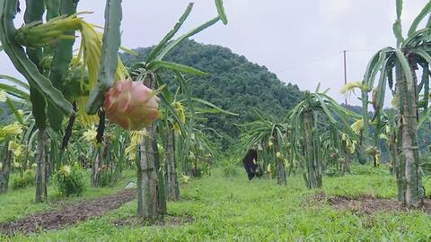 Sơn La xây dựng chuỗi liên kết sản xuất nông nghiệp