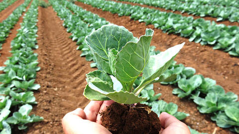 Hai chế phẩm sinh học mới giúp cải tạo đất nông nghiệp