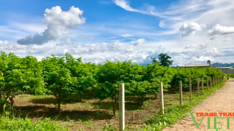 Tạo bước đột phá để nông nghiệp Sơn La phát triển bền vững