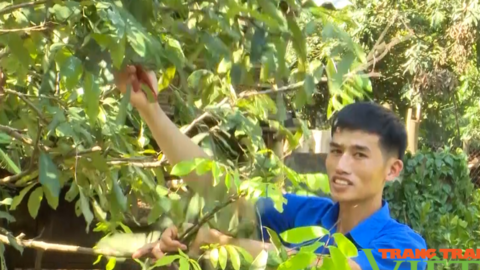 Chàng thanh niên vùng biên khởi nghiệp thành công từ vườn ươm
