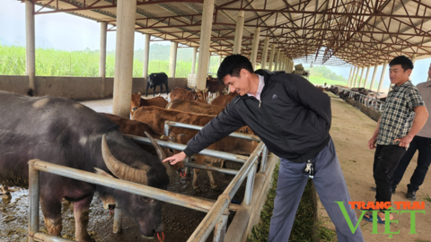 Mường Than phát triển sản xuất nông nghiệp hàng hóa tập trung