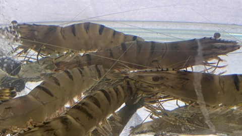 Ninh Thuận phát triển tôm giống thành sản phẩm nông nghiệp chủ lực