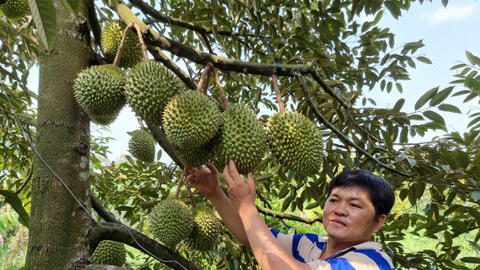 Mời doanh nghiệp tham gia liên kết sản xuất, tiêu thụ trái cây cho nông dân 