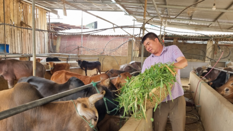 Vỗ béo trâu bò bán sang Trung Quốc, lão nông Sơn La thu tiền tỷ