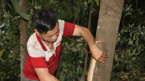 Một nông dân Lào Cai sở hữu 20 ha cây quế