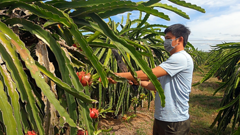 Mỗi tháng thanh long Bình Thuận xuất khẩu sang Mỹ, Nhật 150 tấn
