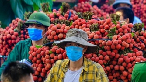 Hàng trăm thương nhân Trung Quốc đăng ký nhập cảnh Việt Nam thu mua vải thiều