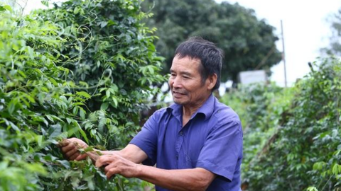 Nhặt "thần dược" trên núi về trồng, lão nông thu gần 1 tỷ mỗi năm