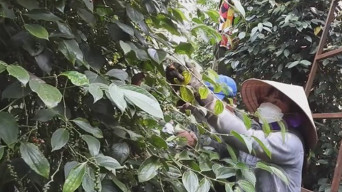 Nhà nông trồng hồ tiêu ở Bình Phước lao đao