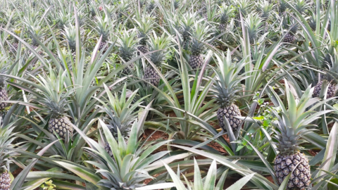 Doveco Sơn La: Nâng tầm giá trị nông sản vùng cao