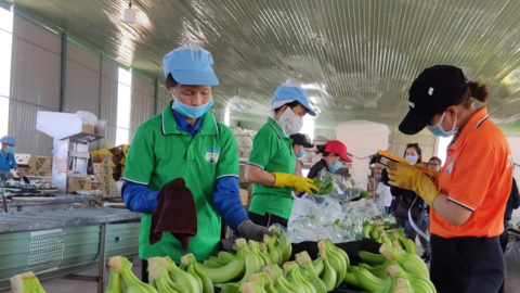 Trung Quốc giảm mua chuối, Hoàng Anh Gia Lai hụt lãi