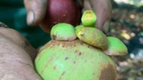 Đu mình hái loại trái cây "nổi nhất mạng xã hội" kiếm nửa triệu mỗi ngày