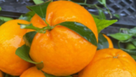 Rau, quả giá rẻ Trung Quốc đổ bộ chợ Việt; đô la Mỹ tăng mạnh