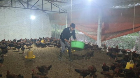 Cục Thú y nói gì về việc nhập gà đẻ loại thải?