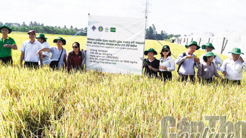 Nhiều lợi ích từ việc canh tác lúa sử dụng phân bón hữu cơ rơm rạ 