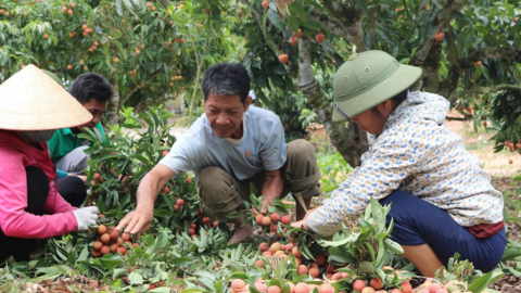 Doanh nghiệp Nhật Bản, Trung Quốc trực tiếp giám sát vải thiều xuất khẩu