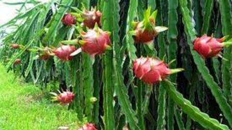 Nghiên cứu tạo chế phẩm sinh học phòng trừ bệnh đốm nâu (Neoscytalidium dimidiatum) trên cây thanh long