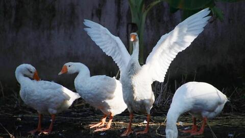 Cà Mau phát triển giống gia cầm năng suất cao gắn với chăn nuôi an toàn sinh học