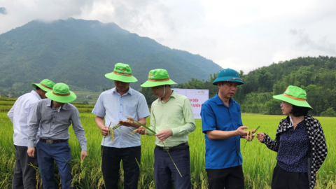 Hai giống lúa mới cho năng suất vượt trội trên cánh đồng Mường Than ở Lai Châu