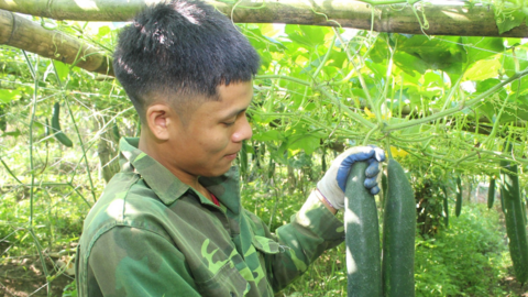 Bà con dân tộc thiểu số vùng biên giới Sơn La giàu lên nhờ chuyển đổi cơ cấu cây trồng trên đất dốc