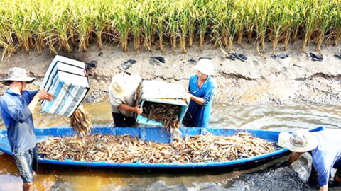 Trồng lúa hữu cơ ai ngờ trúng thêm tôm đồng