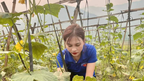 Lai Châu: Thanh niên Hua Nà làm giàu từ trồng ổi, nuôi hươu sao