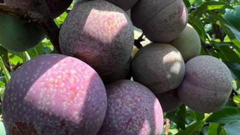 Niềm vui của bà con các dân tộc Yên Châu khi Mận hậu vào mùa chín đỏ