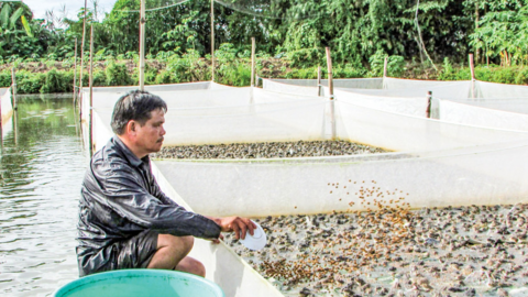 Hiệu quả từ mô hình tổ hợp tác nuôi ếch 