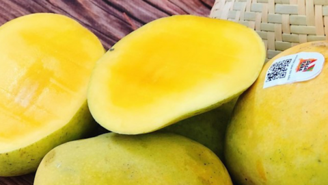 Ngày hội xoài Yên Châu: Sẽ diễn ra vào ngày 10/6