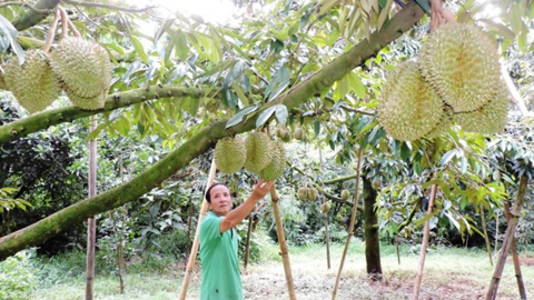 Phát triển 'nóng" các loại nông sản ở Tây Nguyên: Đâu là giải pháp?