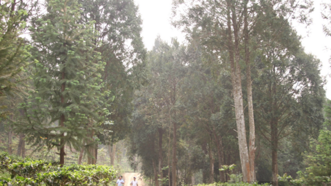 Người đàn ông 2 thập kỷ hồi sinh rừng pơ mu quý, trả 21 tỷ đồng cũng không bán 1 cây