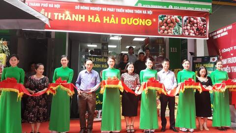 Đưa vải thiều Thanh Hà chuẩn xuất khẩu đến với người dân Thủ đô