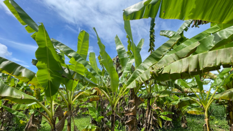 Thủ phủ chuối “tiến vua" đối diện nguy cơ xóa sổ