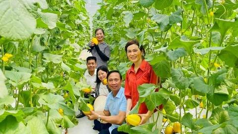 Hiệu quả mô hình sản xuất nông nghiệp công nghệ cao ở Sơn Tây