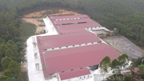 7.700m2 đất rừng thành trang trại nuôi lợn ở Vĩnh Phúc: Không tự tháo dỡ, sau 31/8 sẽ tiến hành cưỡng chế?