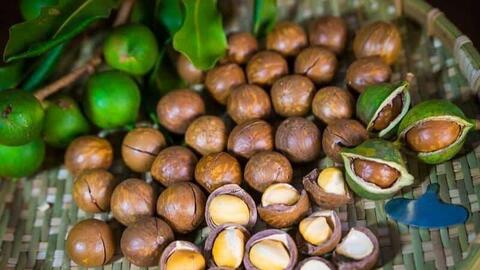 Ứng dụng công nghệ sinh học đa dạng hóa sản phẩm từ mắc ca