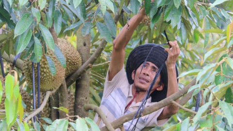 Sầu riêng non rụng đầy gốc, nhà vườn xót điếng người