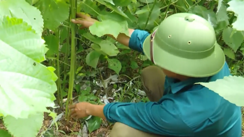 Cây gai xanh: Giúp đồng bào dân tộc thiểu số Sơn La  chuyển đổi cây trồng hiệu quả