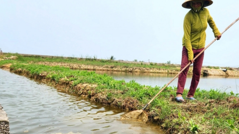 Tôm chết trắng đồng nghi nguồn nước ô nhiễm, nông dân chỉ biết "kêu trời"